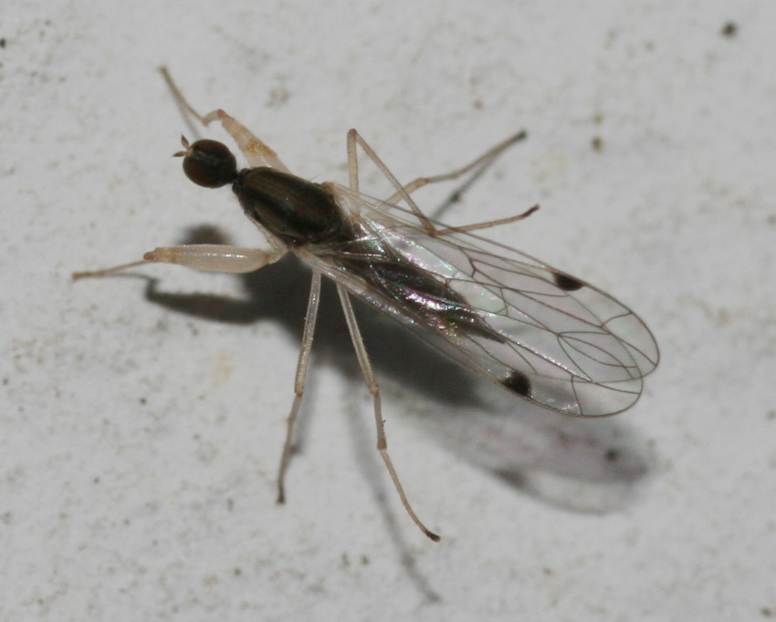 Chelifera precatoria (Empididae)